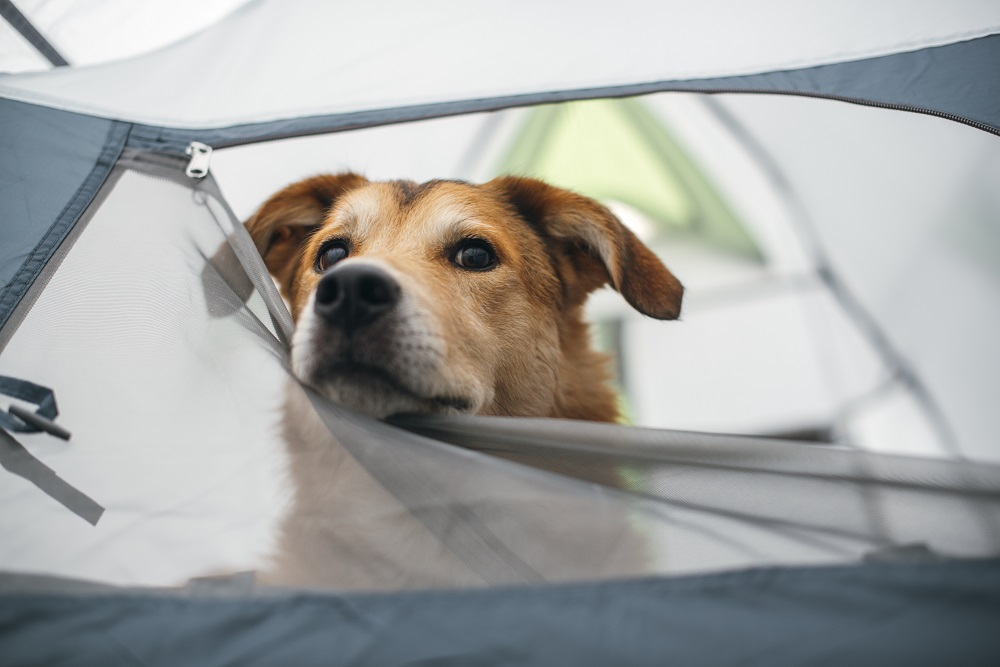 Dog looking out of a half closed tent door