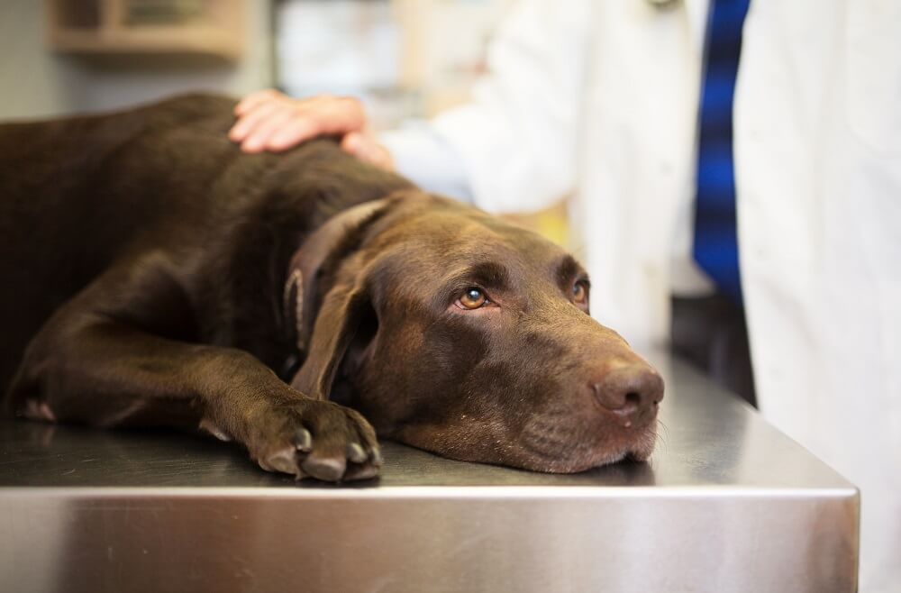Brown dog lying on examination table at vet