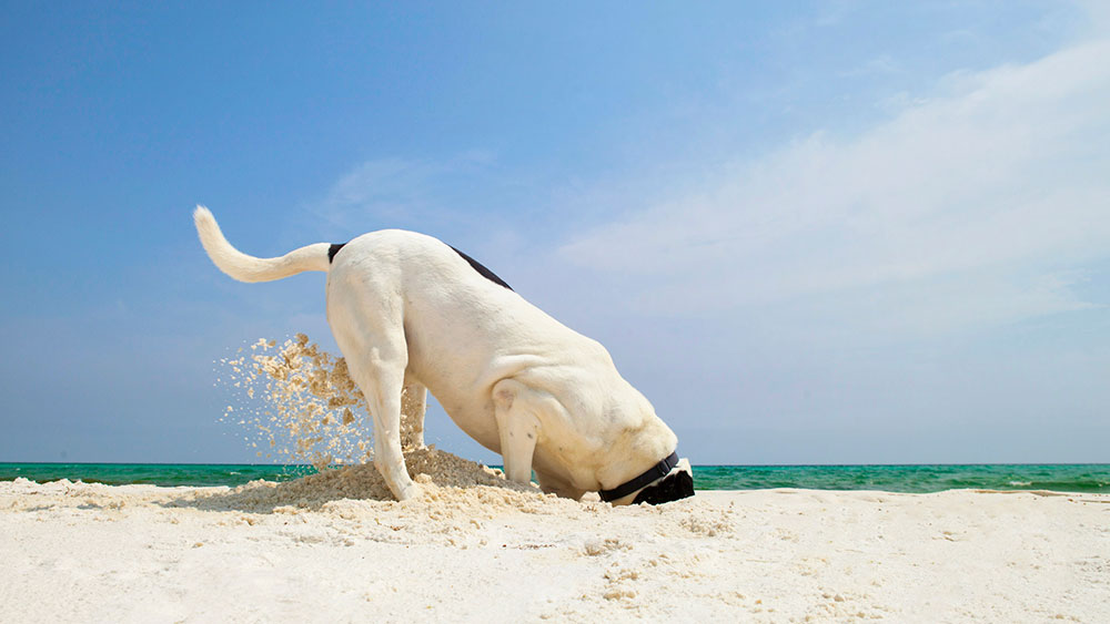Dog on beach digging a hole in the sand