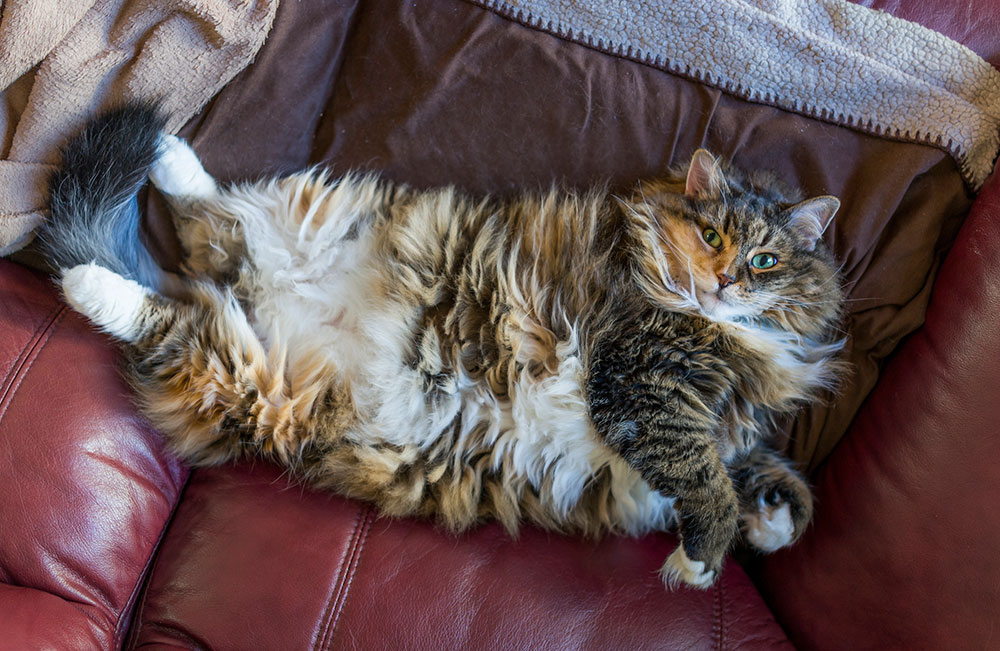 Large fluffy cat lying on its back on a leather lounge