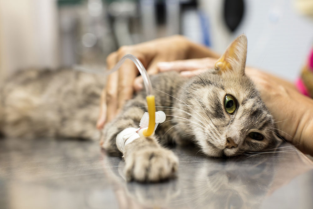 Cat lying on table at vet with IV in leg
