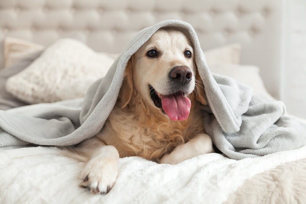 Dog on bed under blanket