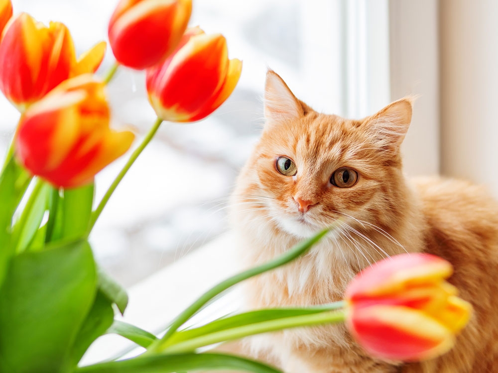 Cute-ginger-cat-with-bouquet-of-red-tulips