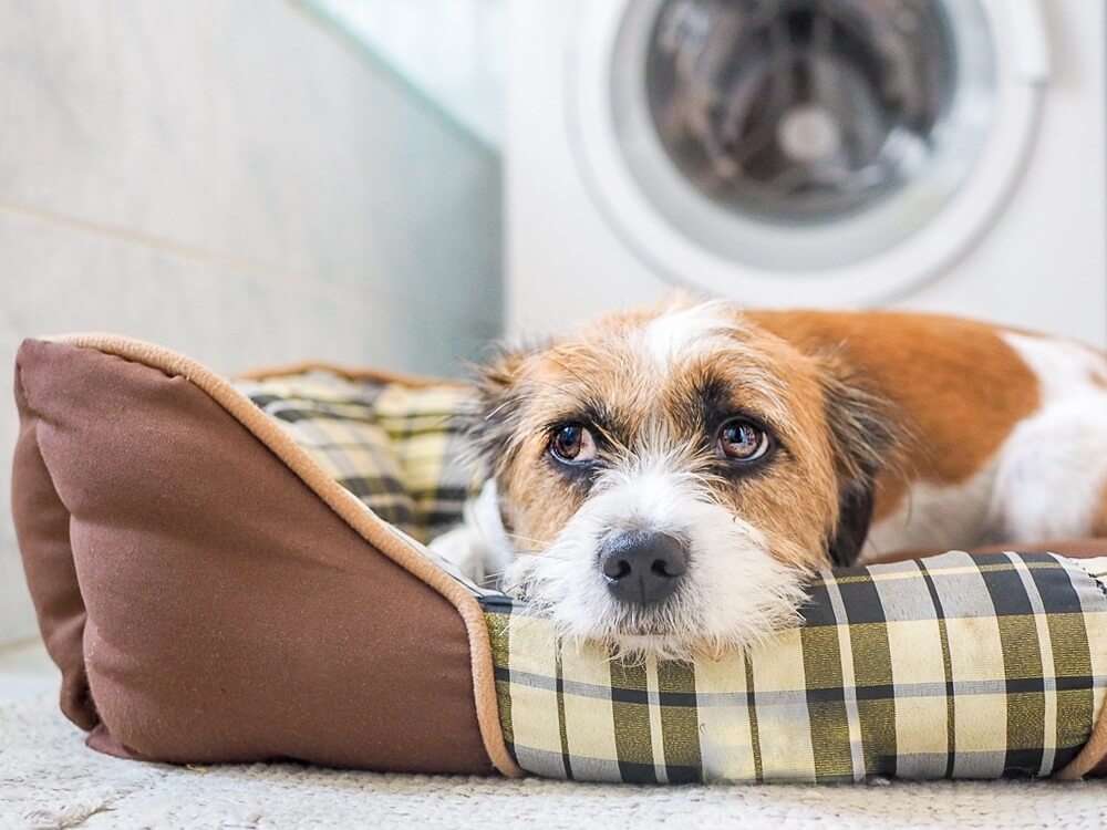 Dog on dogbed