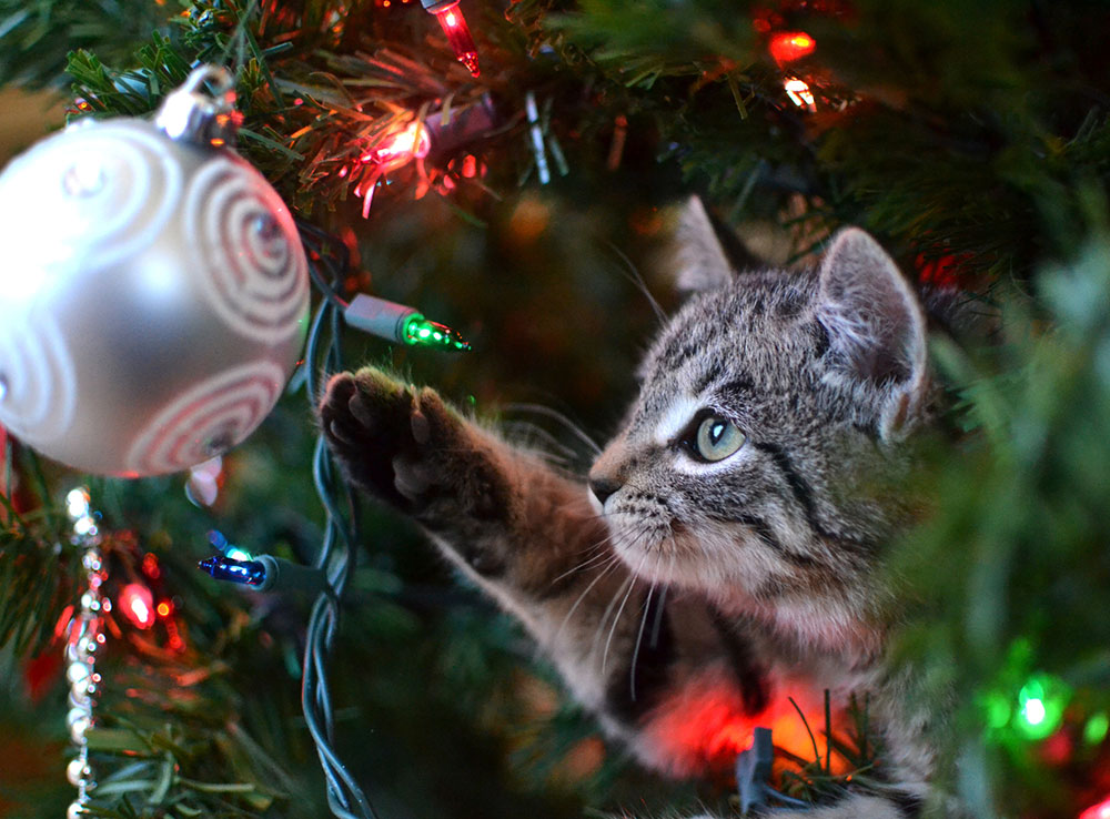 A cat plays with a Christmas tree bauble.