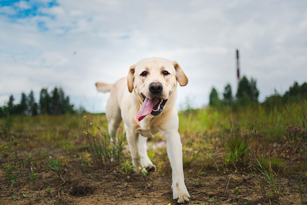 The Labrador retriever is Brisbane's most popular dog.