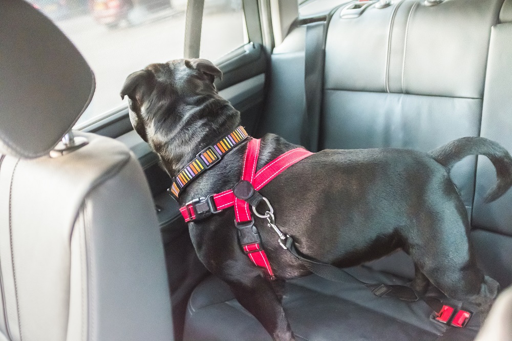 Dog wearing harness on the back seat of a car