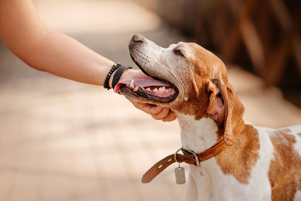Brown and white dog being patted