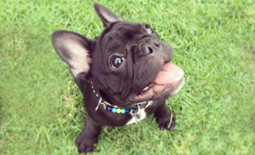 Puppy looking upward with tongue out