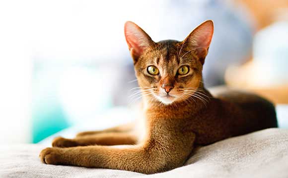 abyssinian cat breed