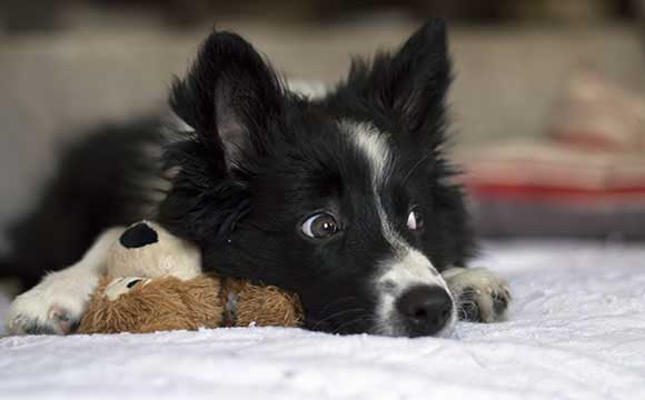 border collie dog lying on bed