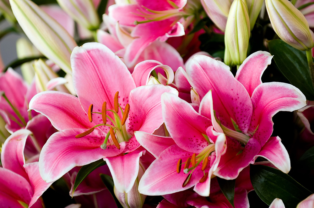 Lilies are toxic to cats