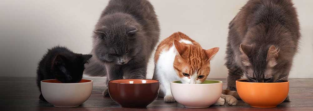 cat breeds queensland