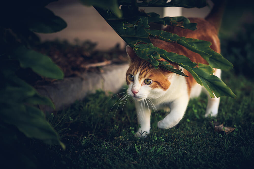 Nervous cat walking through a garden under a large leaf
