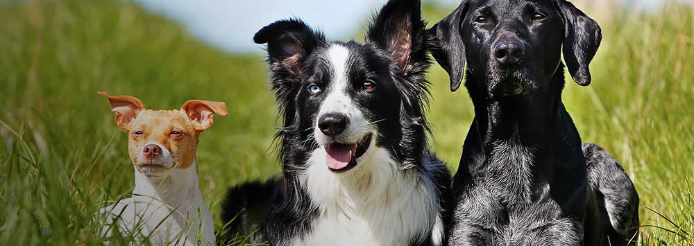 different dog breeds