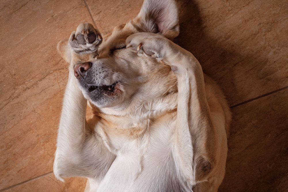 Dog on floor with front paws in the air