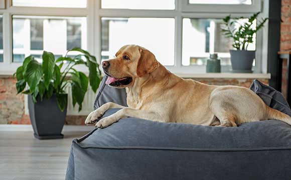 tan labrador dog on couch