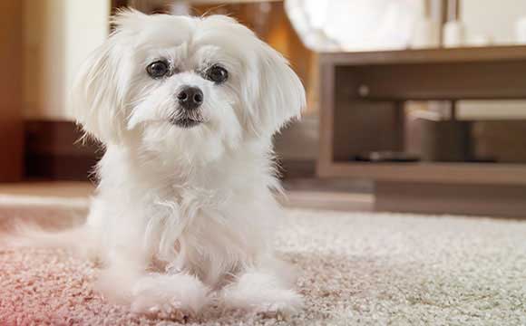 white maltese dog on floor
