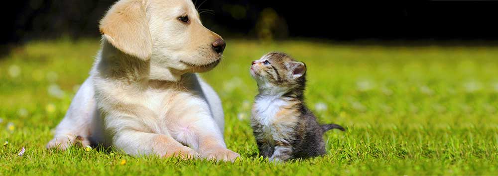 puppy and kitten lying on the grass