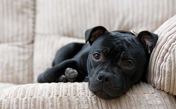 staffordshire bull terrier dog on couch