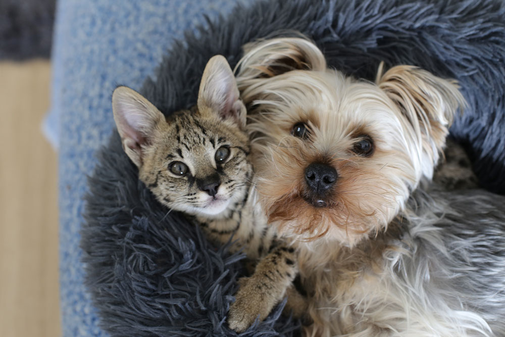 Cats and dogs are both at risk of getting heartworm.