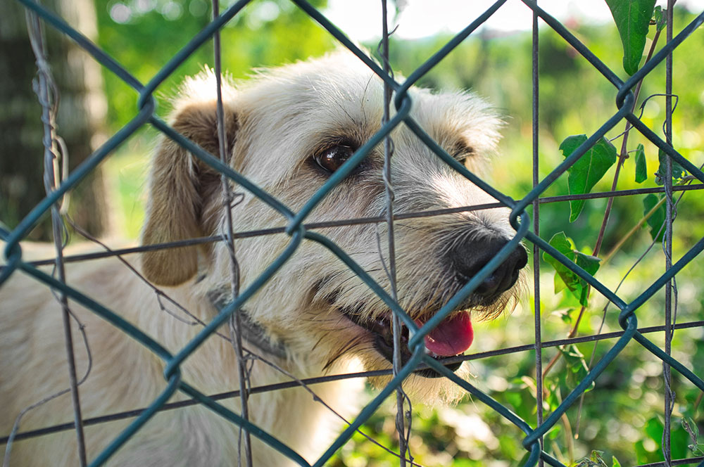 Dog looking through a wire fence