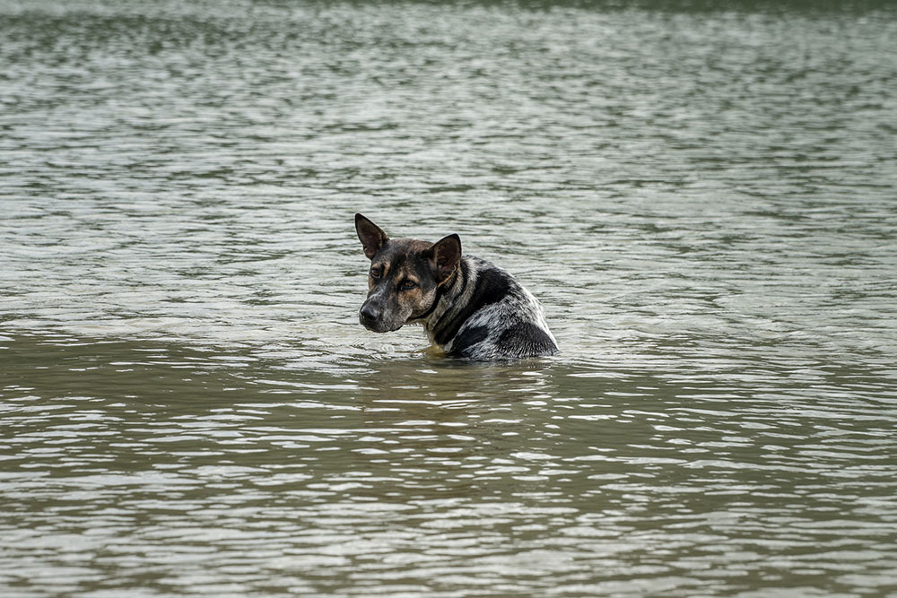 Dog in floodwaters.