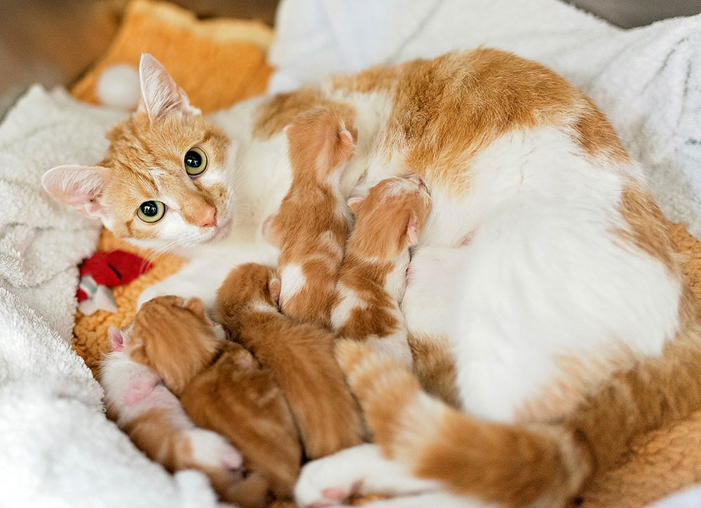 Ginger and white cat with kittens.