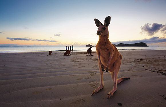 A kangaroo on the beach at Mackay.
