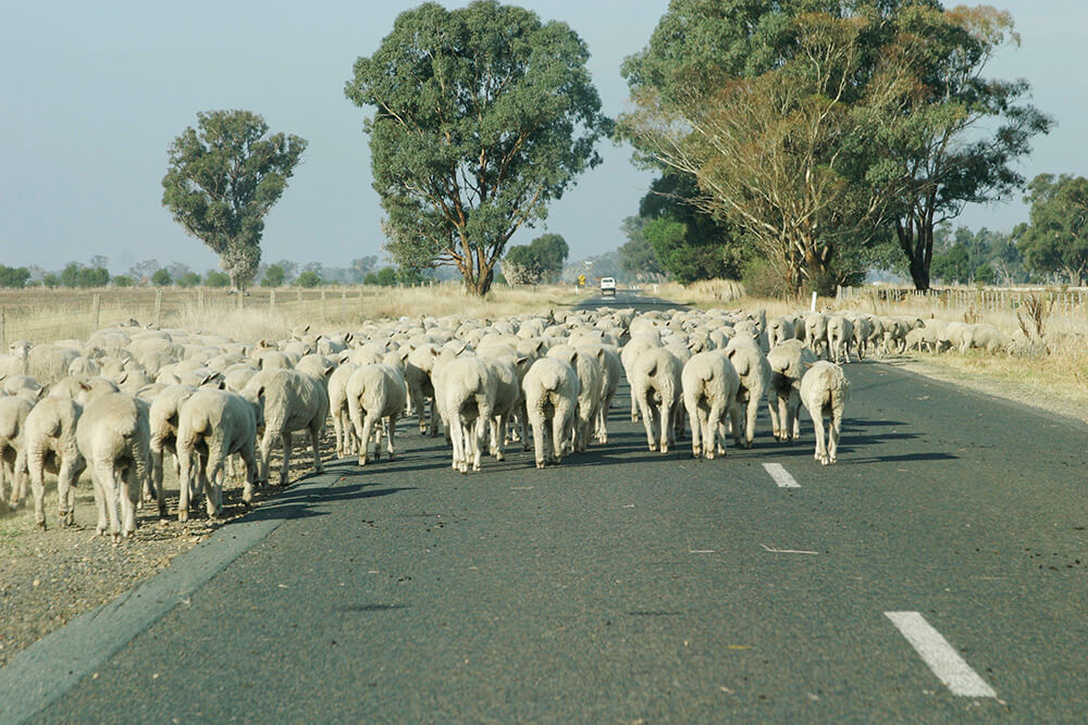 Sheep on road