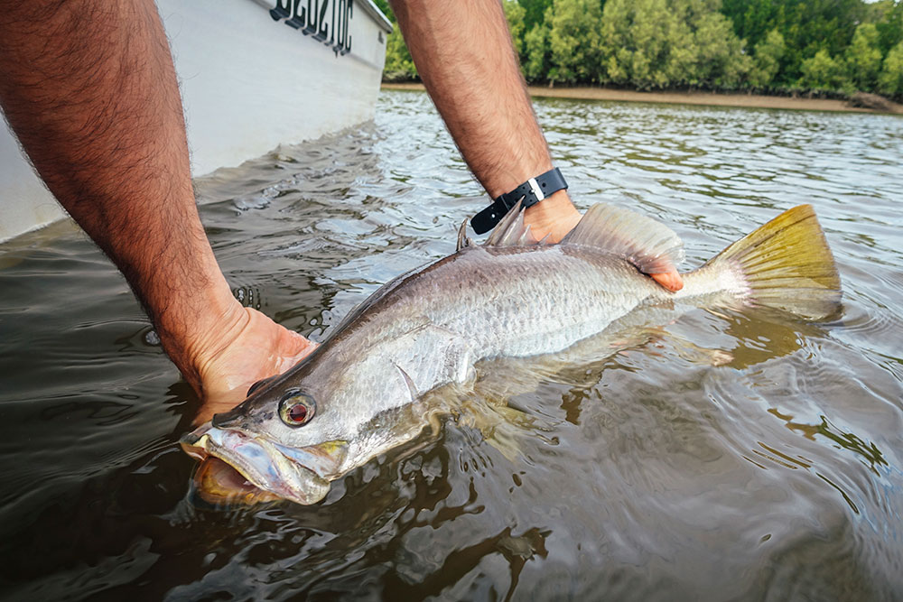 releasing a barramundi.
