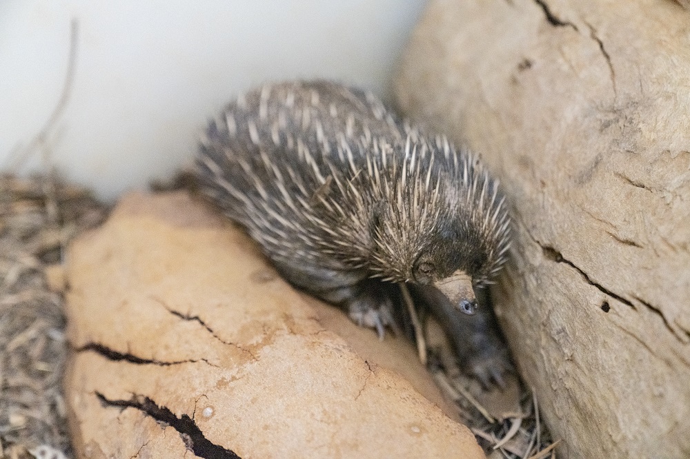 Baby echidna at Alice Springs Desert Park
