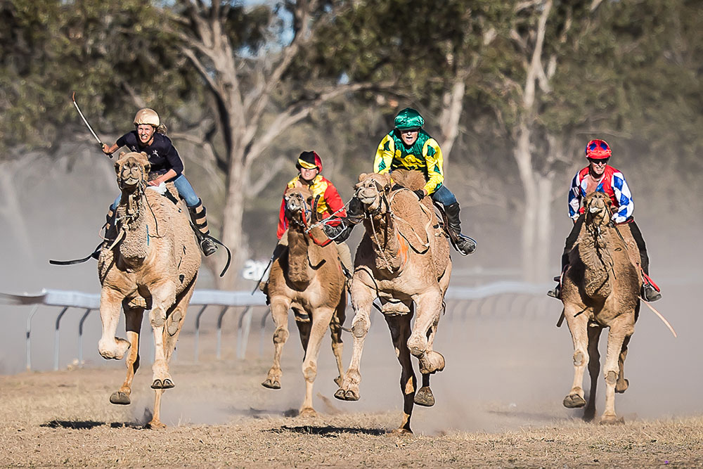 Action from the Tara camel races.