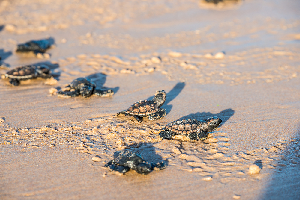 Baby turtles heading into the ocean