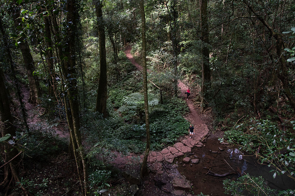 Hiking in the Bunya Mountains.