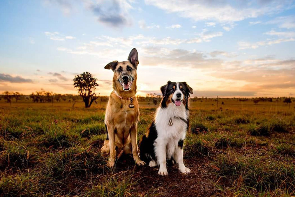 Dog-friendly north west Queensland adventures.