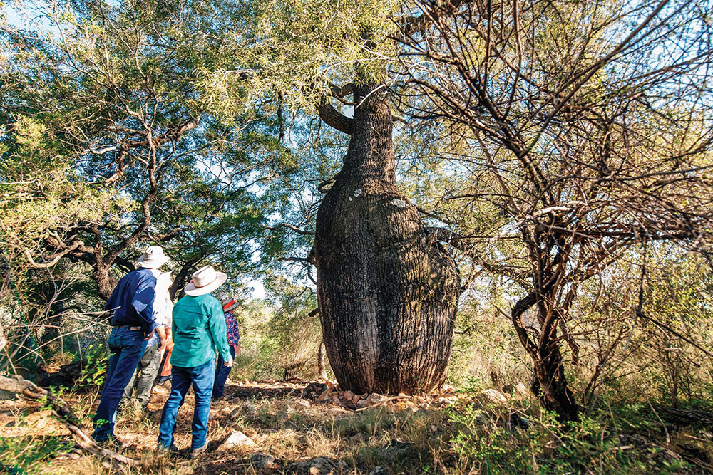 A bottle tree at Mt Abundance near Roma.