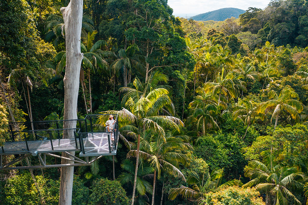 Tamborine Rainfores Skywalk.