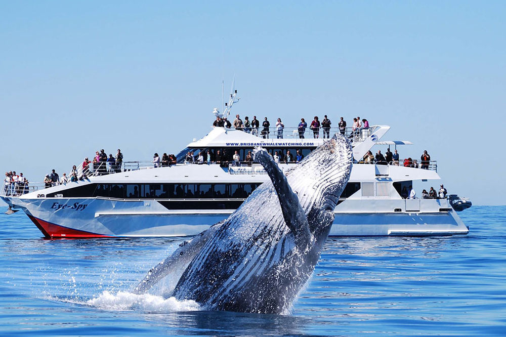 A whale breaches in front of a tourism boat.