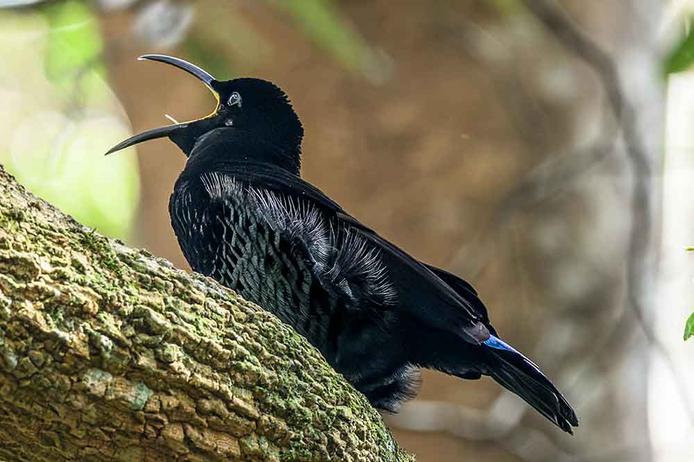 A paradise riflebird.