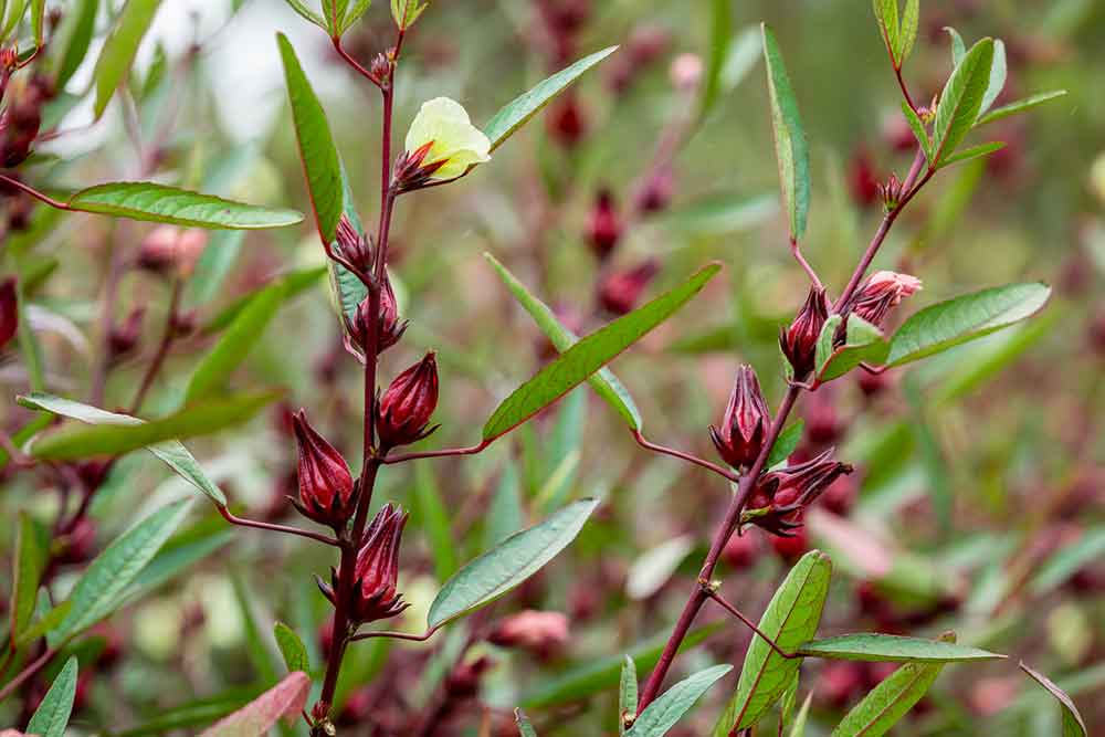 Close-up of rosella bush.