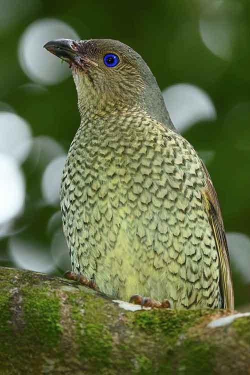 A satin bowerbird.
