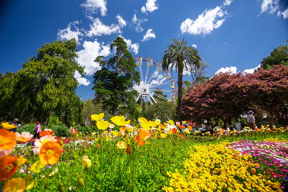 Queen's Park in Toowoomba in bloom during Carnival of Flowers.