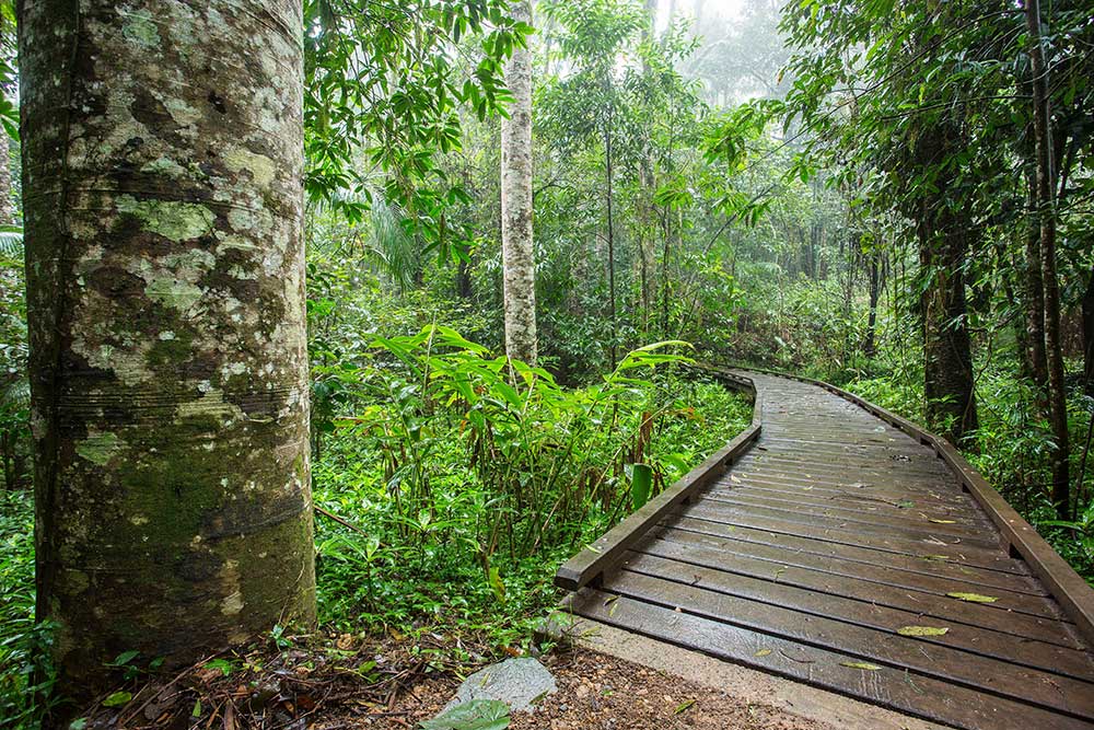 A section of boardwalk though rainforest on the Mackay Highlands Great Walk