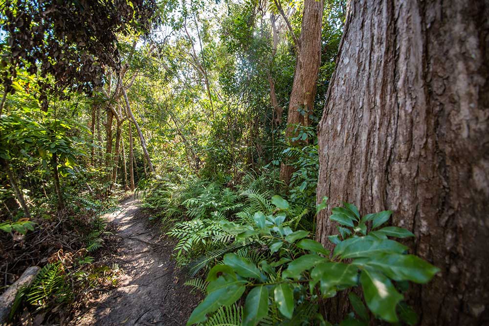 A section of the Bowenia Rainforest Circuit in Byfield National Park