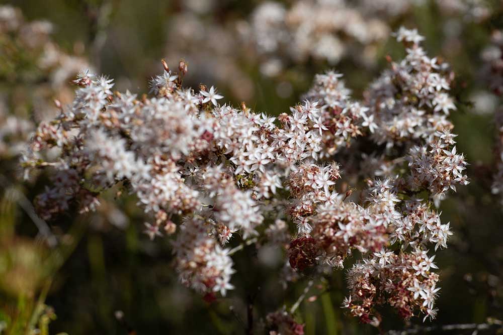 Native flowers in Girraween National Park