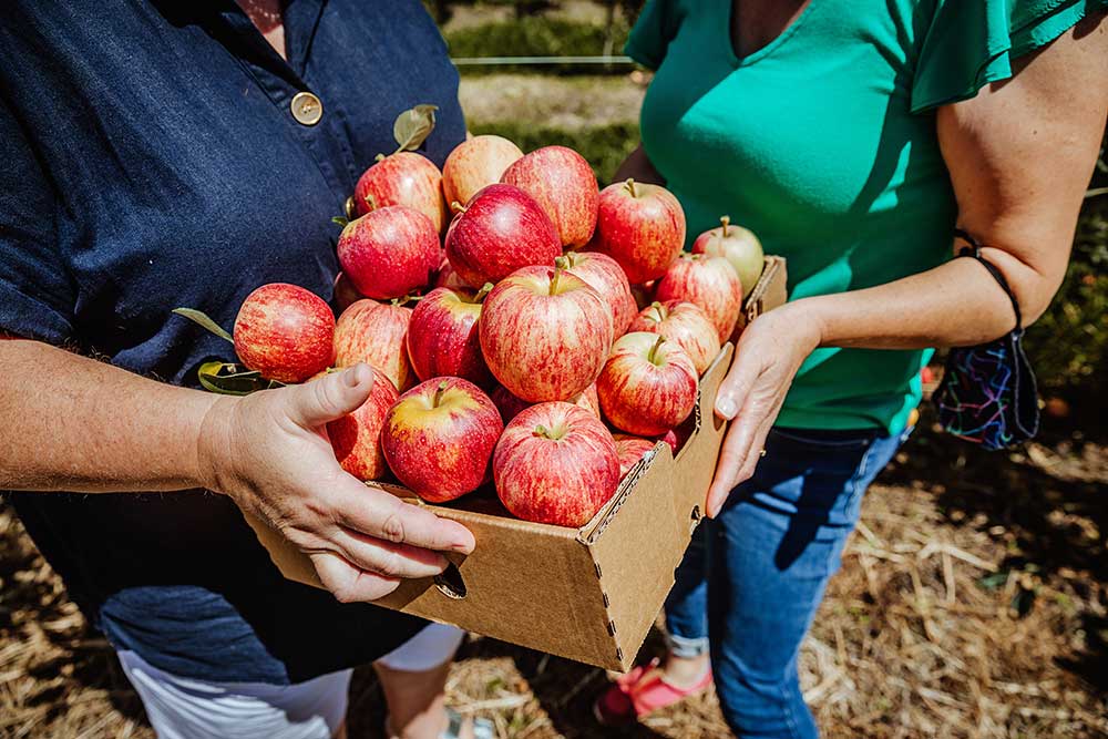 A bunch of apples grown in the Stanthorpe region