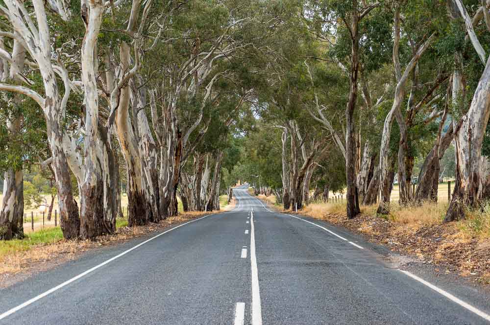 rural tree lined road