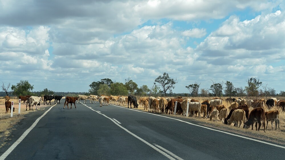 Cows walking across the road.