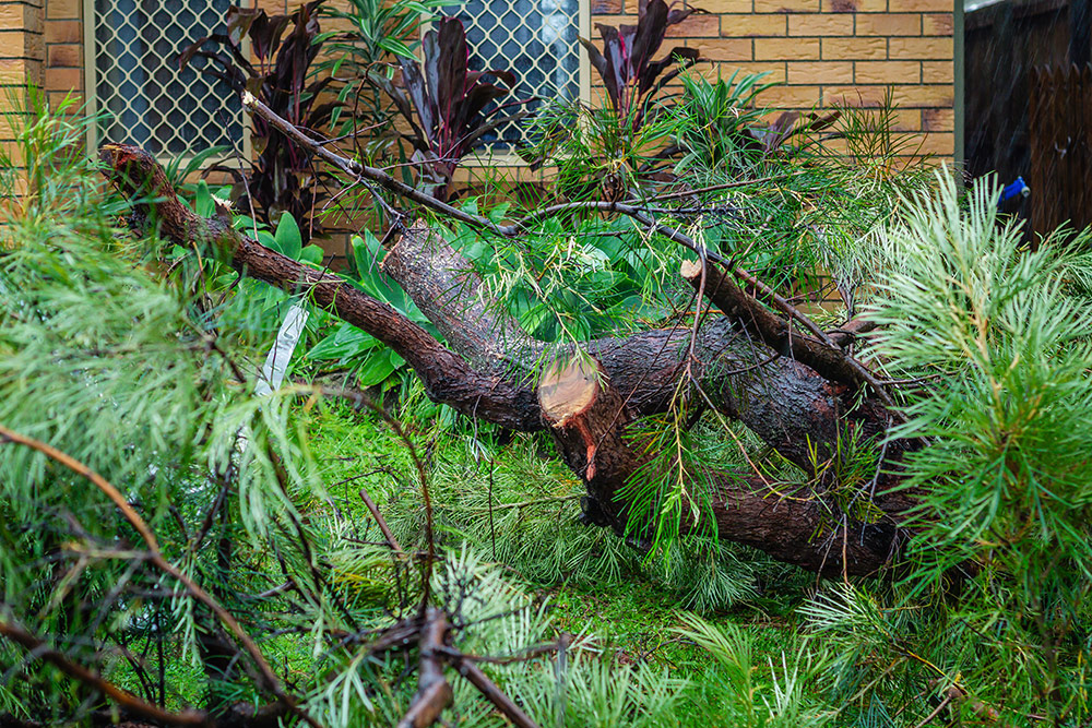 ex-Tropical cyclone Alfred